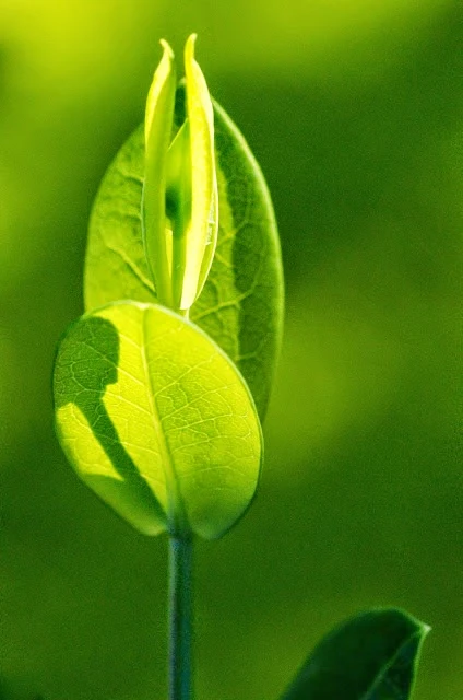 Lernstübchen Blume.jpeg